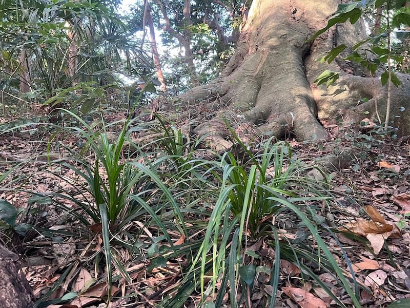 八百富神社社叢　北側