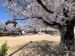 公園の桜