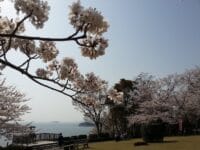 夕陽が彩る丘　春・桜