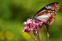 ふじばかま園　フジバカマの蜜を吸うアサギマダラ