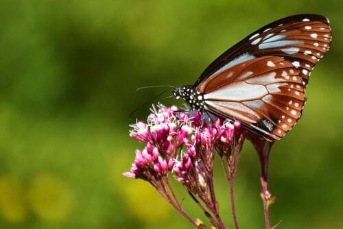 ふじばかま園（柏原） – 旅する蝶アサギマダラ