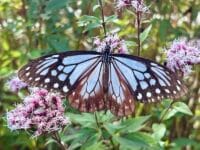 アサギマダラ　相楽ふじばかま畑