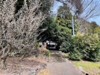 聖神社参道に咲く梅の花