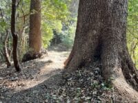 聖山　登山道の大木