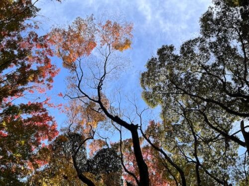 ヒメハルゼミの生息地（相楽町御堂山）
