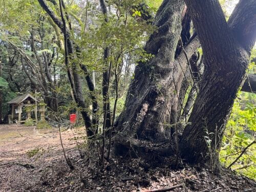 ヒメハルゼミの生息地　御堂山観音堂境内