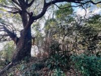 平林古墳の大クスノキ