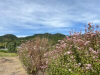 ふじばかま畑　フジバカマの花