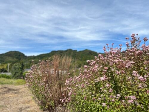 ふじばかま畑 – アサギマダラが集う花園
