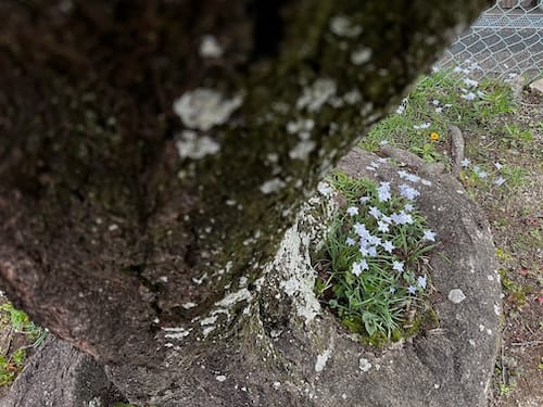 桜の下に咲く花