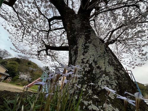 赤羽根児童遊び場の桜