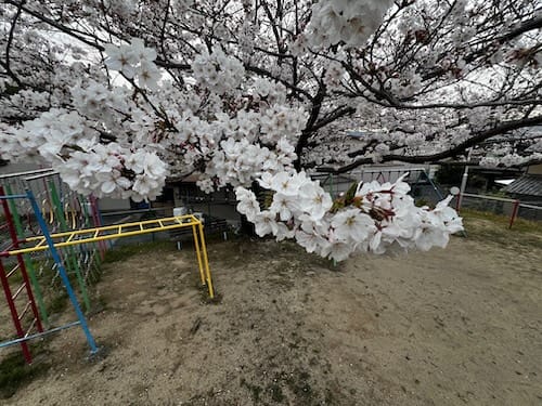 すべり台から桜