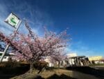 新井公園　満開の河津桜