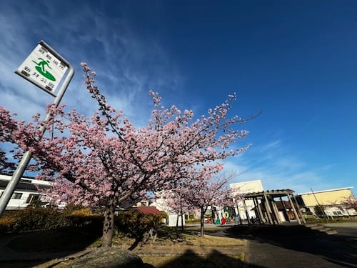 新井公園 満開の河津桜