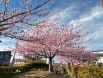 新井公園　満開の河津桜