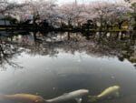中央公園　池の鯉と桜
