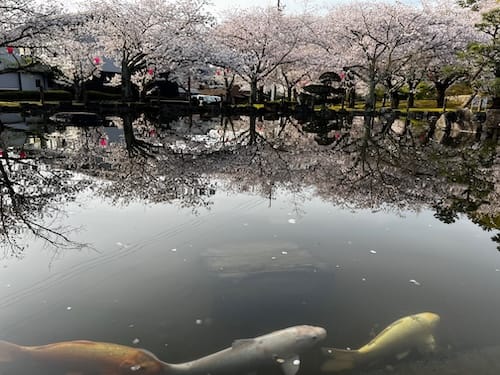 中央公園　池の鯉と桜