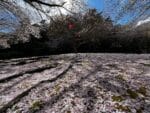 中央公園　地面に咲く桜