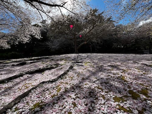 中央公園　地面に咲く桜