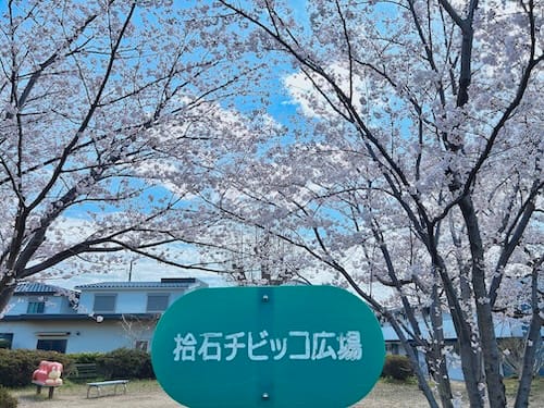 拾石チビッコ広場　入口桜満開
