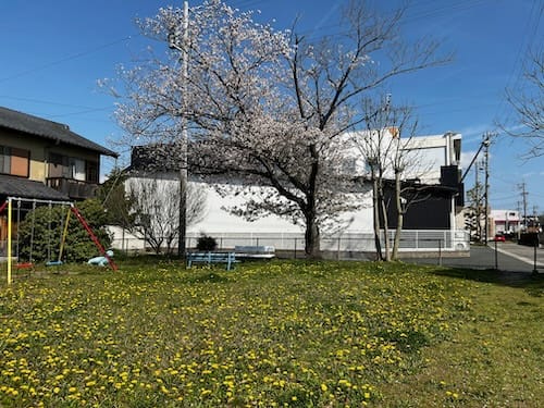 船町児童遊園地　桜咲く