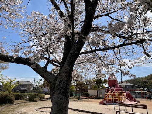 桜満開