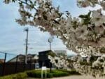 港町西公園　桜満開