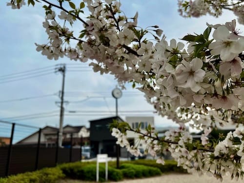 港町西公園 桜満開