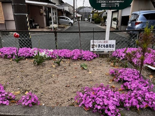 宮成中央児童遊園地 花壇に咲く花