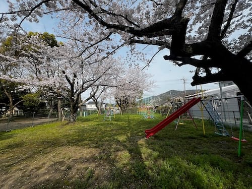 水竹児童遊園地　桜満開