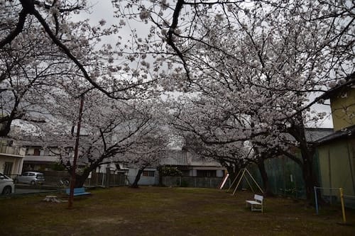 元町児童遊園地　春桜満開