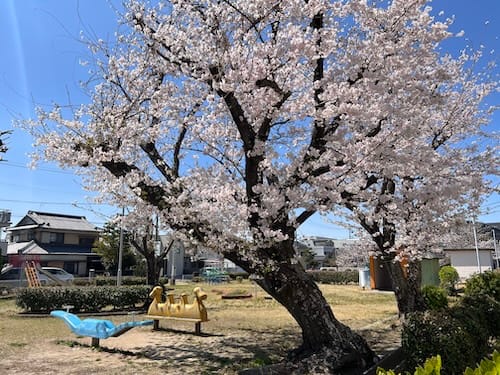 桜と遊具