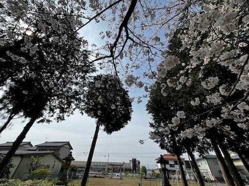 乙姫児童遊園地と桜満開