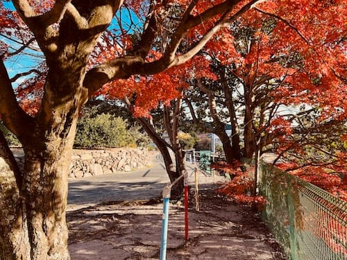 坂本町チビッコ広場　鉄棒