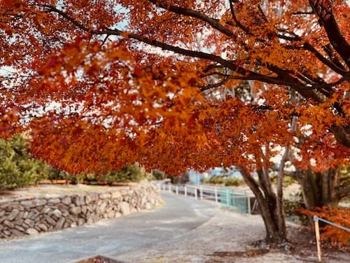 坂本町チビッコ広場　前の通り