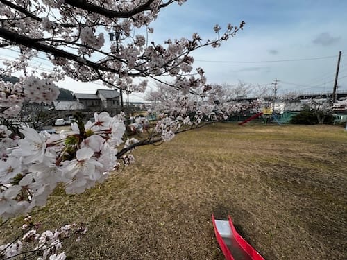 清田児童遊園地 桜満開
