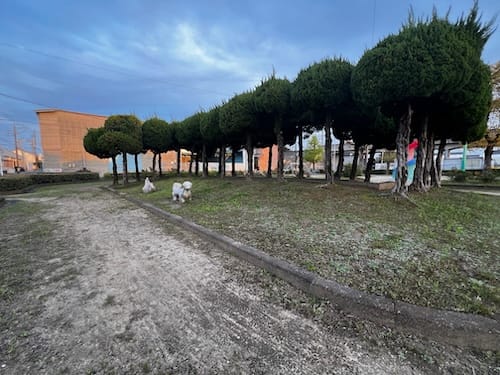 須田公園 カイヅカイブキのトンネル