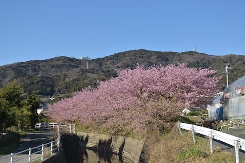 尺地川の河津桜