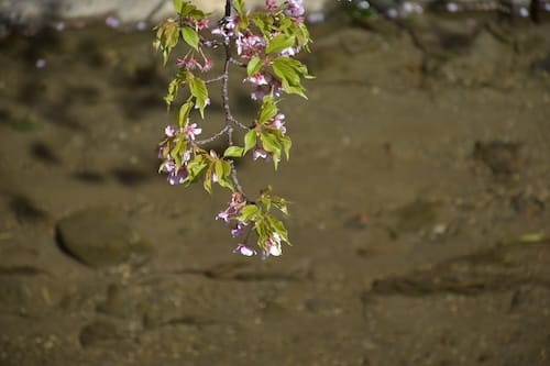尺地川と桜