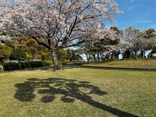 若宮公園 桜満開