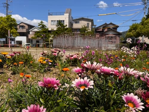 花壇に咲く花（ガザニア）