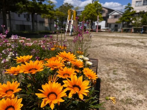花壇に咲く花（ガザニア）