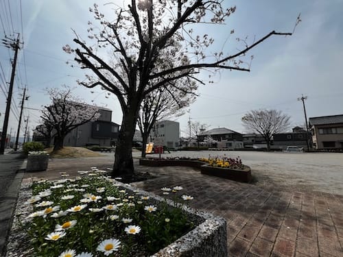八百富公園　花壇と桜
