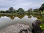 蒲郡緑地　池