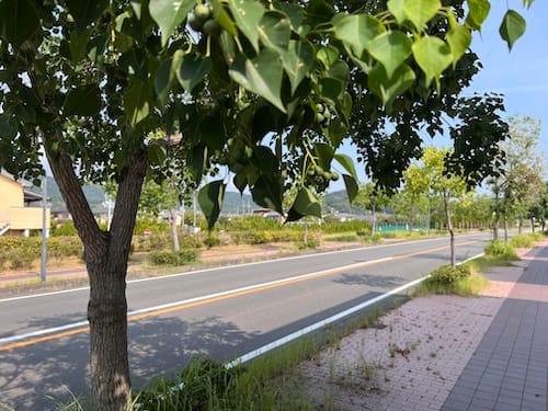 春日浦緑地　街路樹