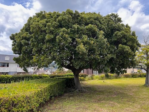春日浦緑地 – 蒲郡の公園
