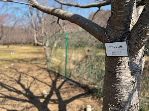 大沢山（春日山）ニデックの桜