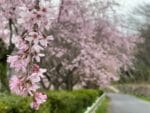 とよおか湖公園　しだれ桜