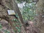 五井の大シイ　標識板
