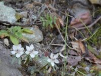 池場のセツブンソウ